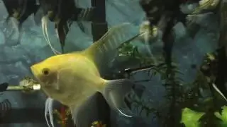 Angel Fish Tank | Angel Fish Babies | Sony Bloggie