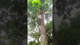 #tree