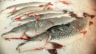 Darkhouse Spearing at Lake Sakakawea