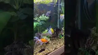 #aquarium