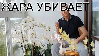 Жара убивает орхидеи. Тургор пропал, корни сгнили. Как восстановить тургор.