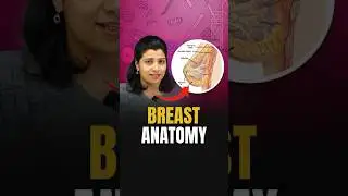 NEET Concept | Breast Anatomy | Breast Structure | NEET 2024 Biology 