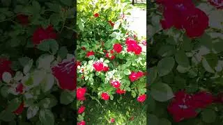 прекрасный сад с цветами и розами