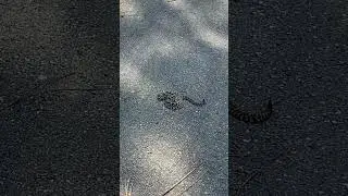 We found a round snake at the park 