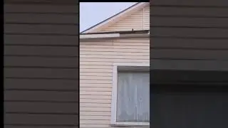 Стриж занял гнездо воробья.