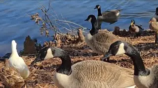 Birds By The Pond P2-Canadian Geese, Mallard Ducks, A Pekin And Khaki-Campbell Duck Day At The Pond!