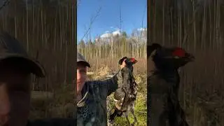 Наманил Тетерева весенняя охота на току