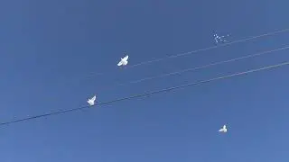 полёт Будапештских высоколётных голубей 08 02 2023г