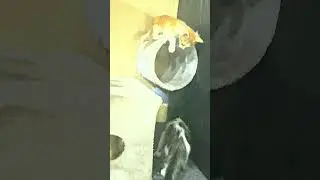 Ameer,Jackie,dodo  #cat #kitten #cute #catlover #kitty #cutecat #pets #funnycats #animals