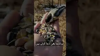 Rozdaro k liye Dua'a Krti He|Islamic Video|Learn Islamic Things