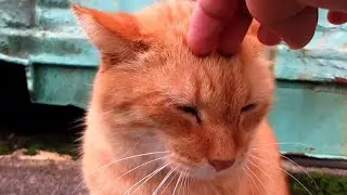 [野良猫]おっとりした性格の茶トラ猫が少しだけモフらせてくれました！[straycat]A cat with a calm personality made me mofu a little!