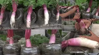 Cara menanam Lobak Merah Jambu Di botol Air Minum bekas