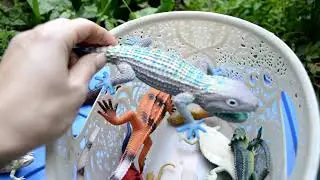 Lizards. A box of toys.