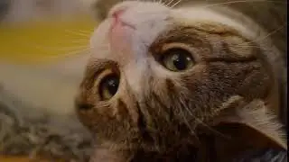 Кот Потап