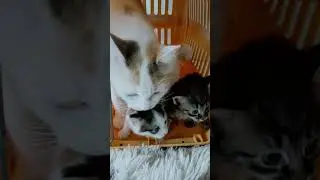 ANAK KUCING MIXDOM