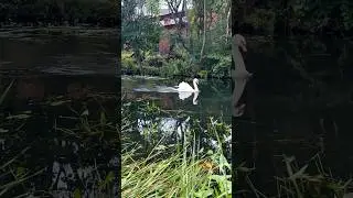Swan Family🦢 #nature #england #swans #river #animals #funnyshorts #birds #leeds