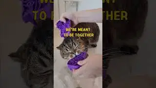 Crazy Cat LuLu Keeps Causing Trouble All the Time