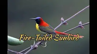 Fire-Tailed Sunbird (Aethopyga Ignicauda)