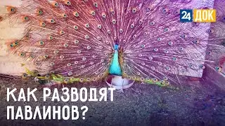 Гладим альпак и любуемся птицами. АГРОНОРМ
