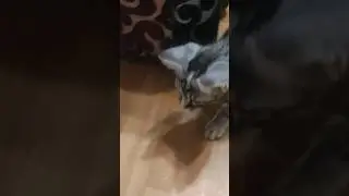Котенок играется с лазерной указкой.