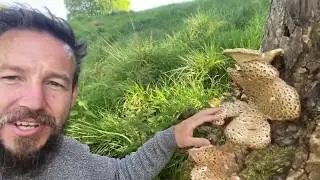 Dryads Saddle - Foraging Wild Mushrooms