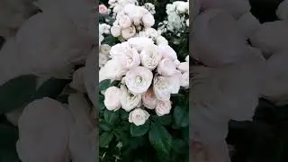 Роза Букет Парфе #roses #bouquetparfait