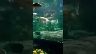 Cabela's fish aquarium Glendale Arizona