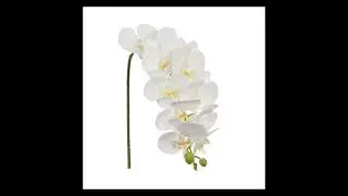 Orchid Stems (Set of 6)