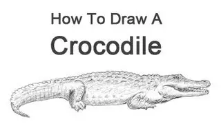 How to Draw a Crocodile