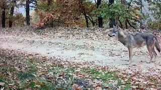 4 Wolfs!