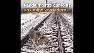 “La cuestión no es ¿pueden hablar? sino ¿Pueden sufrir?”…
