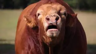 VIDEO LIM (2020)-Les vaches sans cornes, pourquoi et comment, par Christophe Huberson