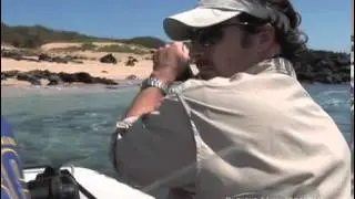 Molokai Monk Seal 3