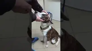 Щенок Максик ждет Друга и хозяина.