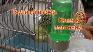 Попугай на грани помешательства! Поилка или купалка? Где помыться?