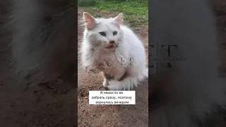 Эбби, кошечка которая настрадалась