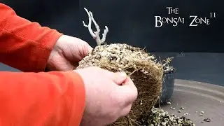 Pruning and Repotting My Wisteria, The Bonsai Zone, Feb 2024
