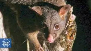 Marsupials, monotremes & eutherians | Australia