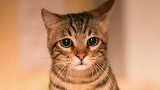 Fotos de Gatos Tiernos, Bonitos y Chistosos