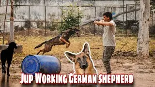 Jup Working German shepherd #germanshepherddog