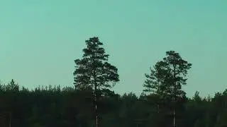 Серые цапли на озере Большое Унзово 1 июля 2014 г.