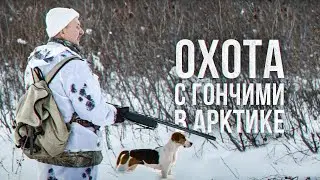 Охота с гончими в Арктике | C полем!
