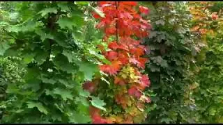 Morning Relaxing Music  Piano Music, Memories and gentle thought ,Relaxing Music