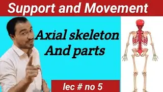 Human skeleton:Skull (Axial Skeleton)Anatomy and Physiology lecture .