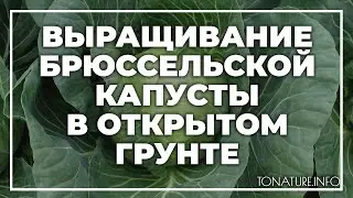 Выращивание брюссельской капусты в открытом грунте | toNature.Info