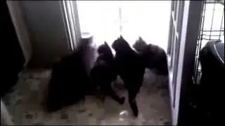 Котиков Напугали