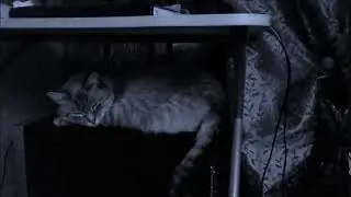 Mačak Dilan