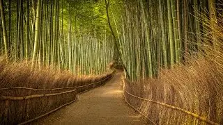 Post-processing Ep 2: Bamboo Forest