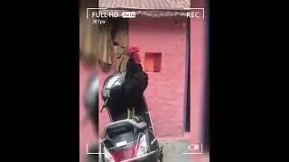Big Black Indian Cock saying Good Morning | Naughty Begum | Begum The Vlogger | Funny Animal Videos