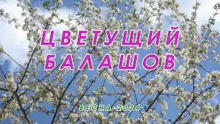 Цветущий Балашов